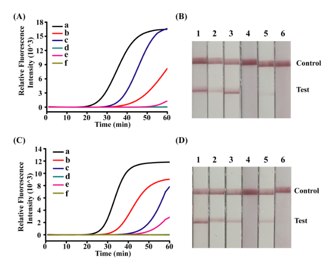 A point-of-care single nucleotide variation assay based on strand-displacement-triggered recombinase polymerase amplification