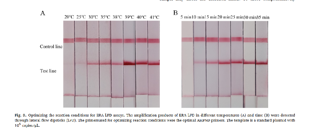 Development of a real-time enzymatic recombinase amplification assay (RT-ERA) and an ERA combined with lateral flow dipsticks (LFD) assay (ERA-LFD) for rapid detection of acute hepatopancreatic necrosis disease (AHPND) in shrimp Penaeus vannameimbined with lateral flow dipsticks (LFD) assay (ERA-LFD) for rapid detection of acute hepatopancreatic necrosis disease (AHPND) in shrimp Penaeus vannamei