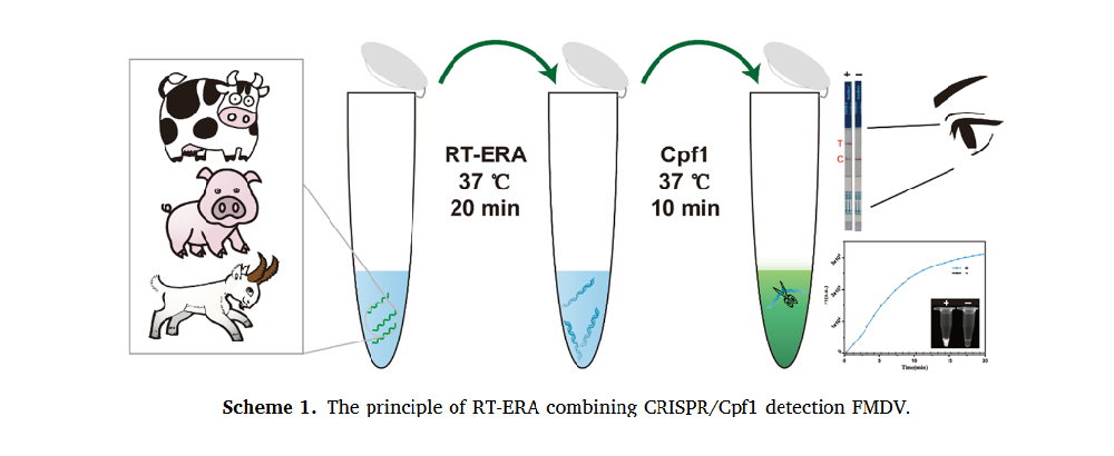 Reverse Transcriptase Enzyme-assisted recombinant isothermal amplification with CRISPR/Cpf1 for RNA virus assay