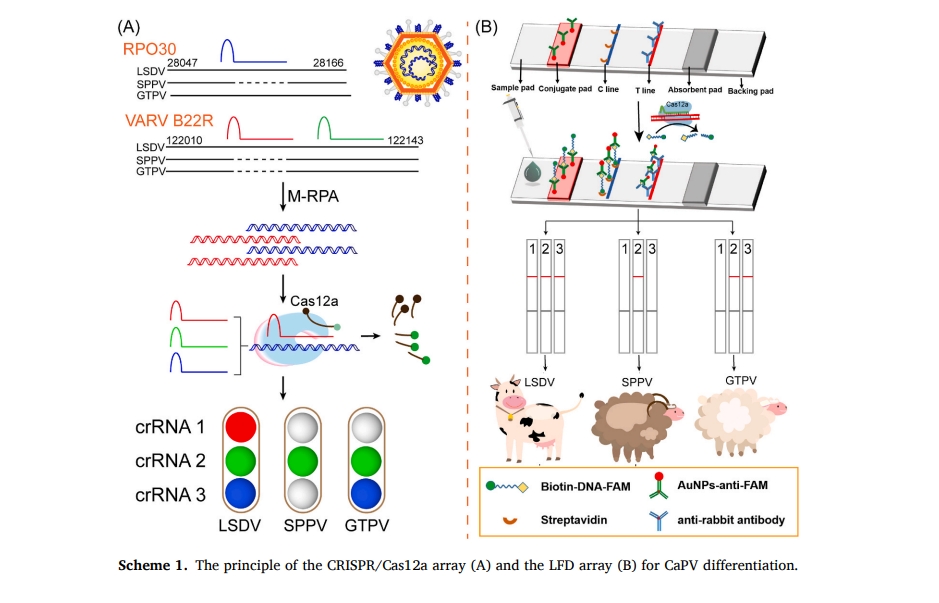 Multiple accurate and sensitive arrays for Capripoxvirus (CaPV) differentiation