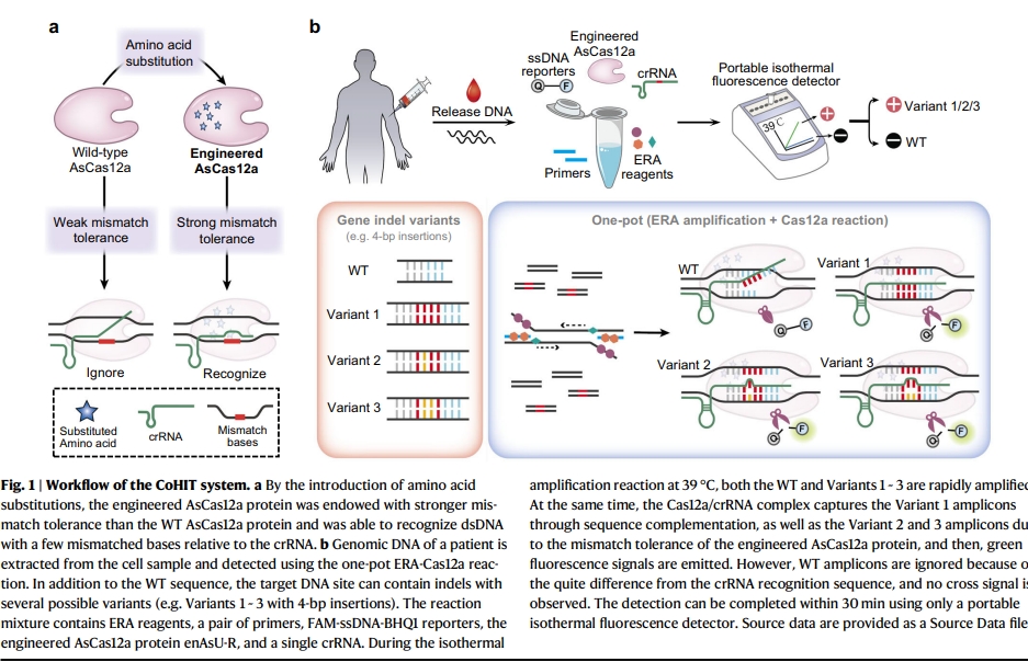 CoHIT: a one-pot ultrasensitive ERA-CRISPR system for detecting multiple same-site indels