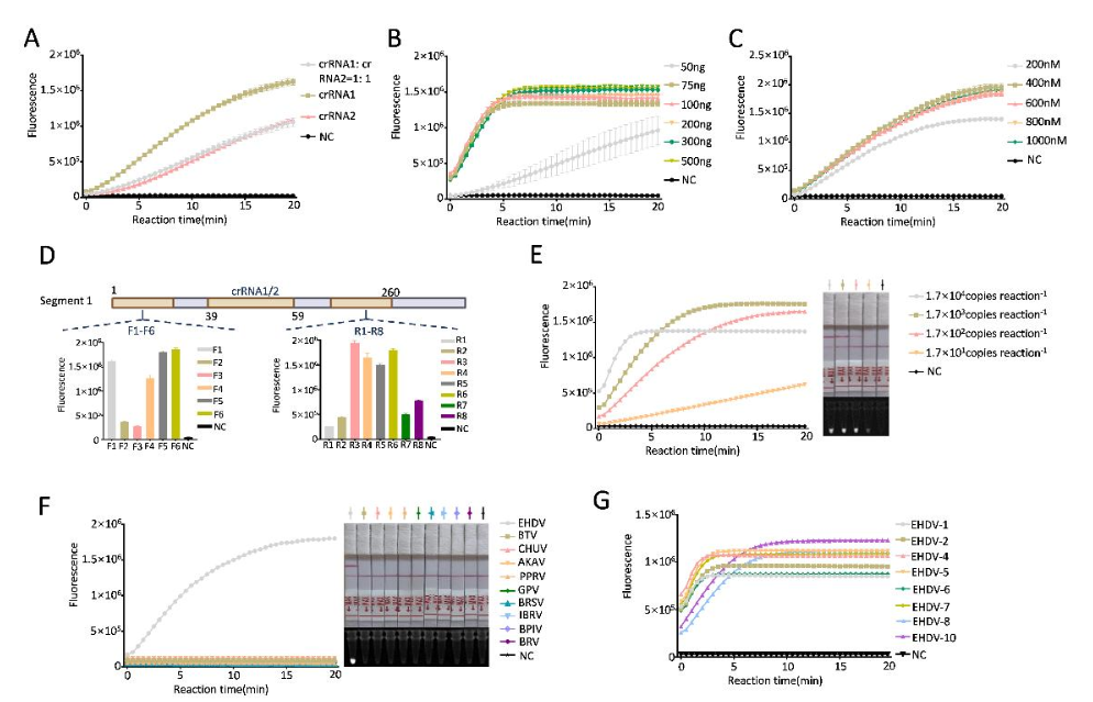 Rapid and Visual On-Site Detection System for Epizootic Hemorrhagic Disease Virus Based on a Combination of CRISPR-Cas12a and RT-ERA