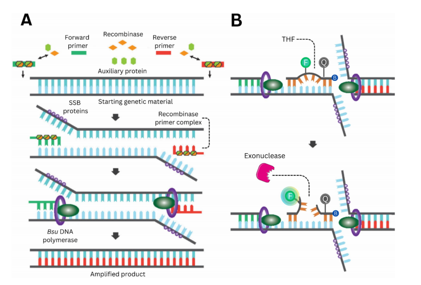 Novel isothermal nucleic acid amplification method for detecting malaria parasites