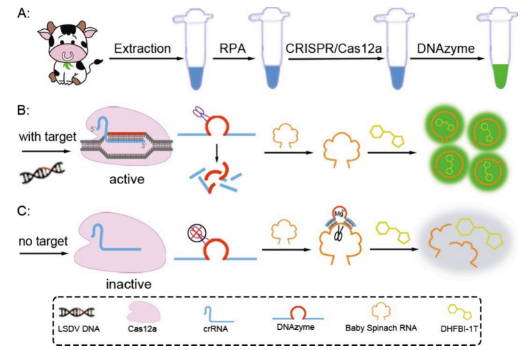 Label-Free and DNAzyme-Mediated Biosensor with a High Signal-toNoise Ratio for a Lumpy Skin Disease Virus Assay