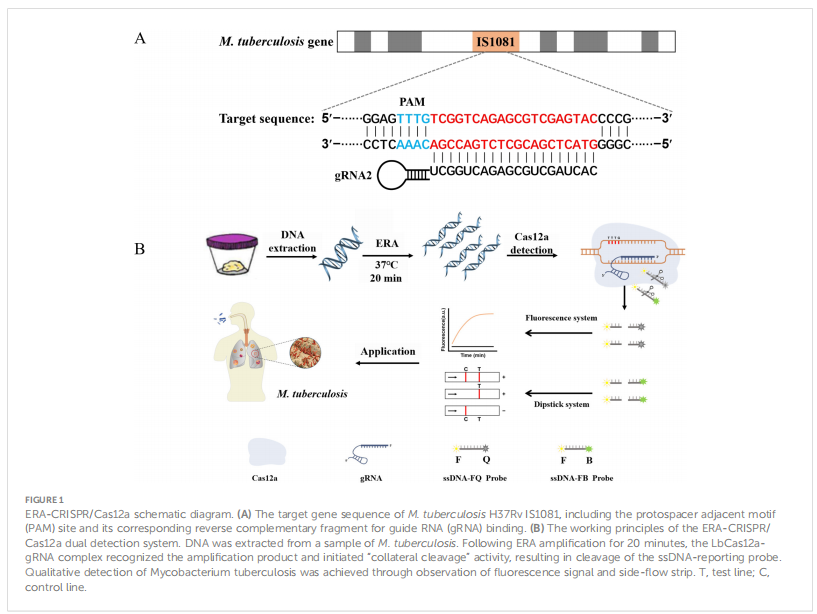ERA-CRISPR/Cas12a system: a rapid, highly sensitive and specific assay for Mycobacterium tuberculosis