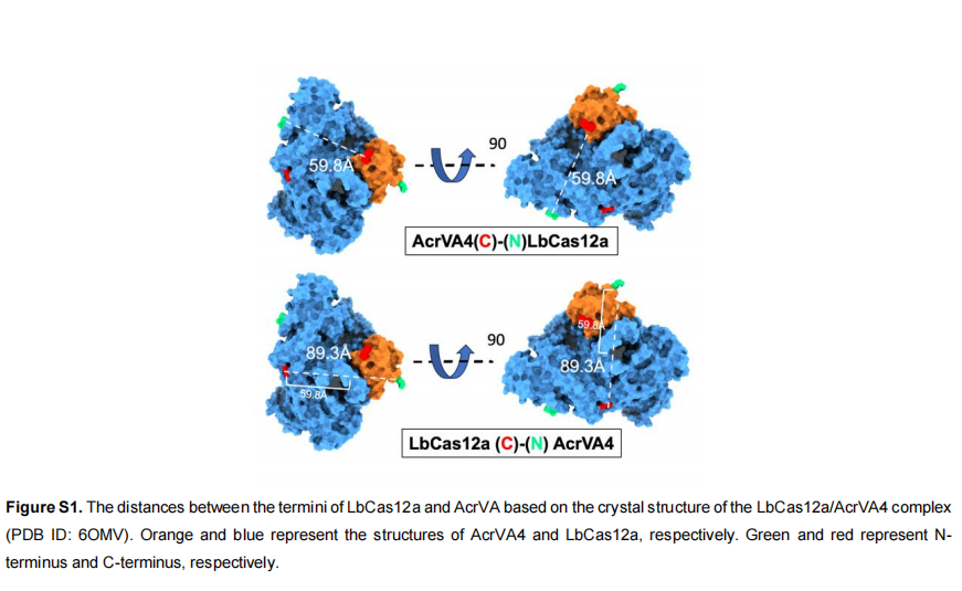 Engineering Anti-CRISPR Proteins to Create Cas12a Protein  Switches for Activatable Genome Editing and Viral Protease  Detection