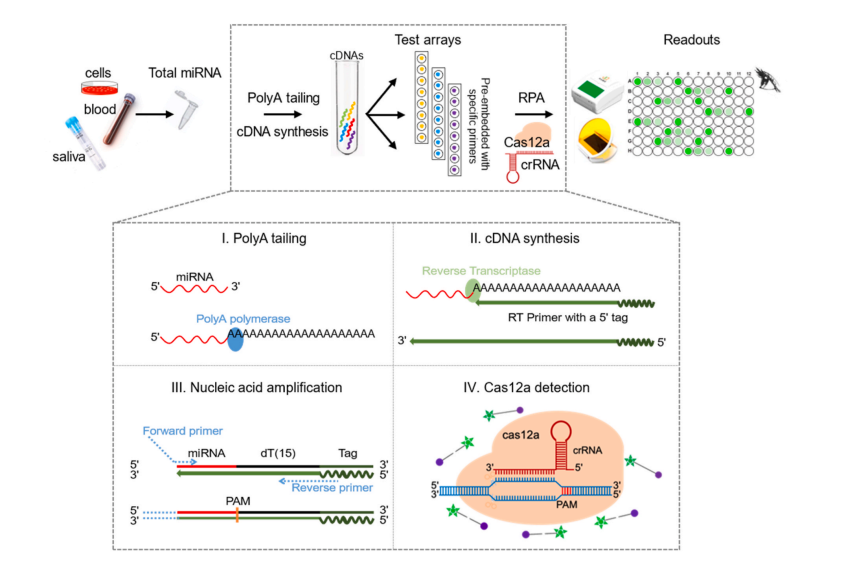 PCDetection: PolyA-CRISPR/Cas12a-based miRNA detection without  PAM restriction