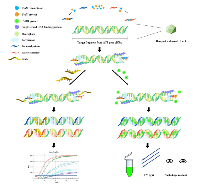 Development and Visualization Improvement for the Rapid Detection of Decapod Iridescent Virus 1 (DIV1) in Penaeus vannamei Based on an Isothermal Recombinase Polymerase Amplification Assay