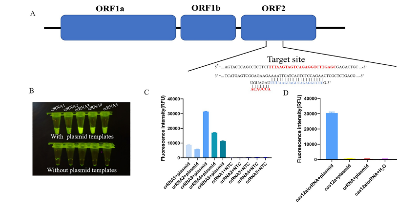 Facile, ultrasensitive, and highly specific diagnosis of goose astrovirus via reverse transcription-enzymatic recombinase amplification coupled with a CRISPR-Cas12a system detection