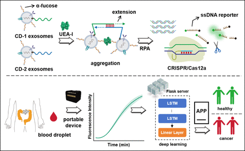 Accurate Diagnosis of Colorectal Cancer Using a Combination of Lectin-Induced Recombinase Polymerase Amplification and CRISPR/ Cas12a Assay on a Point-of-Care Testing Platform with Deep Learning Assistant