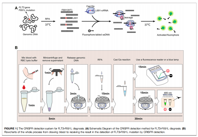 Rapid and Sensitive Diagnosis of Drug-Resistant FLT3-F691L Mutation by CRISPR Detection