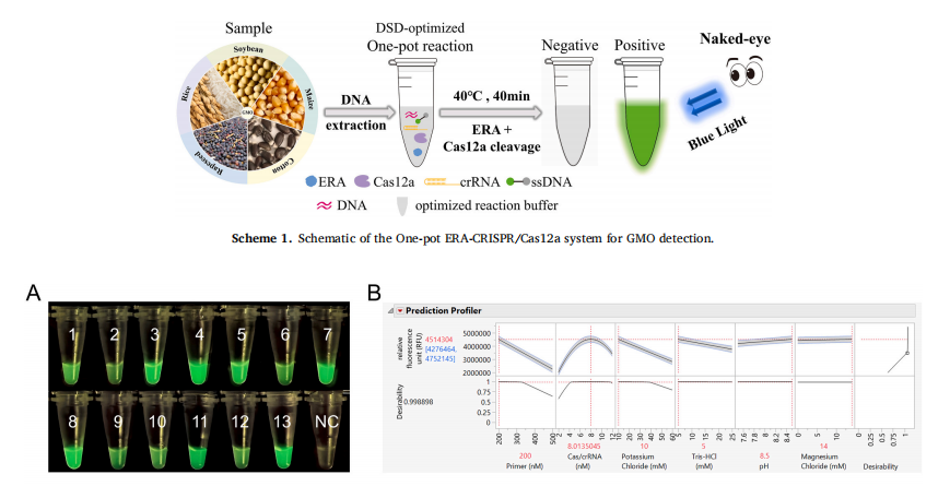 Development of highly sensitive one-pot ERA-CRISPR assays for on-site  detection of CaMV35S promoter and NOS terminator in genetically  modified crops