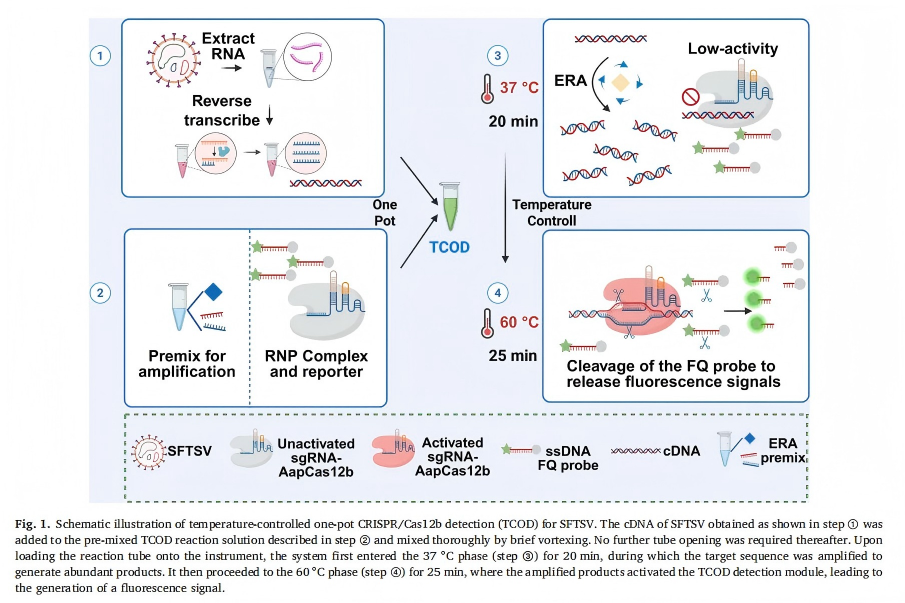 A temperature-controlled one-pot CRISPR/Cas12b combined with ERA detection system in SFTSV detection