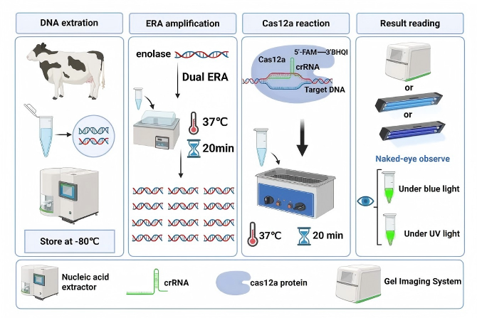 Rapid and sensitive detection of bovine Theileria annulata parasite based on ERA-CRISPR/Cas12a technology